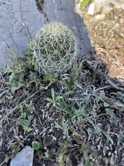 Coryphantha erecta