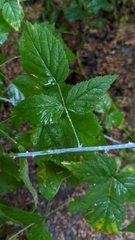Rubus leucodermis