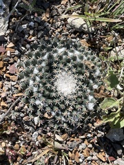 Mammillaria pseudocrucigera