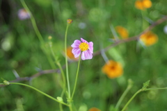 Bidens aequisquama