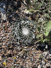 Mammillaria pseudocrucigera