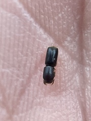 Monarthrum scutellare