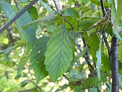 Alnus