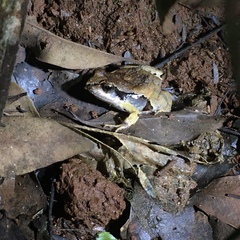 Physalaemus cuvieri
