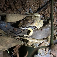 Physalaemus cuvieri