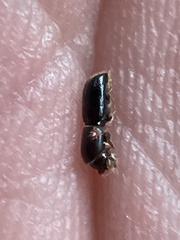 Monarthrum scutellare