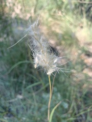 Bothriochloa barbinodis