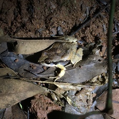 Physalaemus cuvieri
