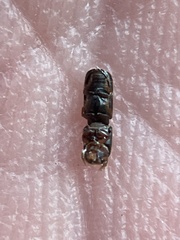 Monarthrum scutellare