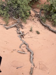 Quercus × pauciloba