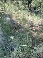 Bothriochloa barbinodis