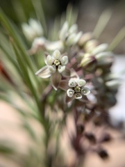 Asclepias linaria