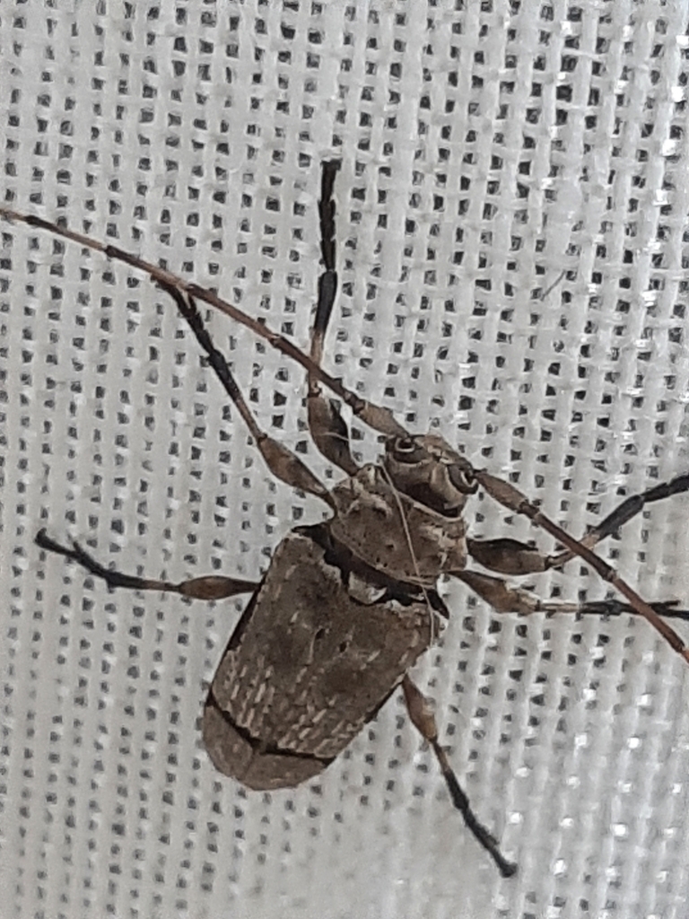 Oreodera paulista