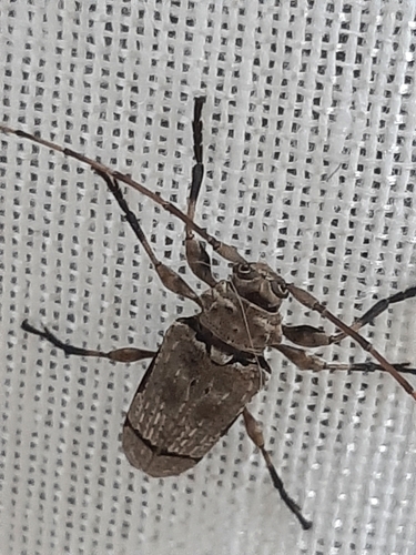 Oreodera paulista