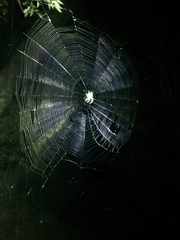 Araneus uniformis
