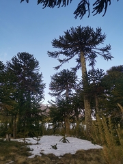 Araucaria araucana