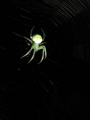 Araneus uniformis