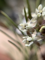 Asclepias linaria