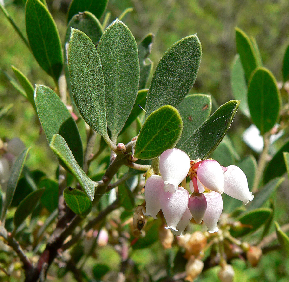 Arctostaphylos franciscana