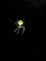 Araneus uniformis
