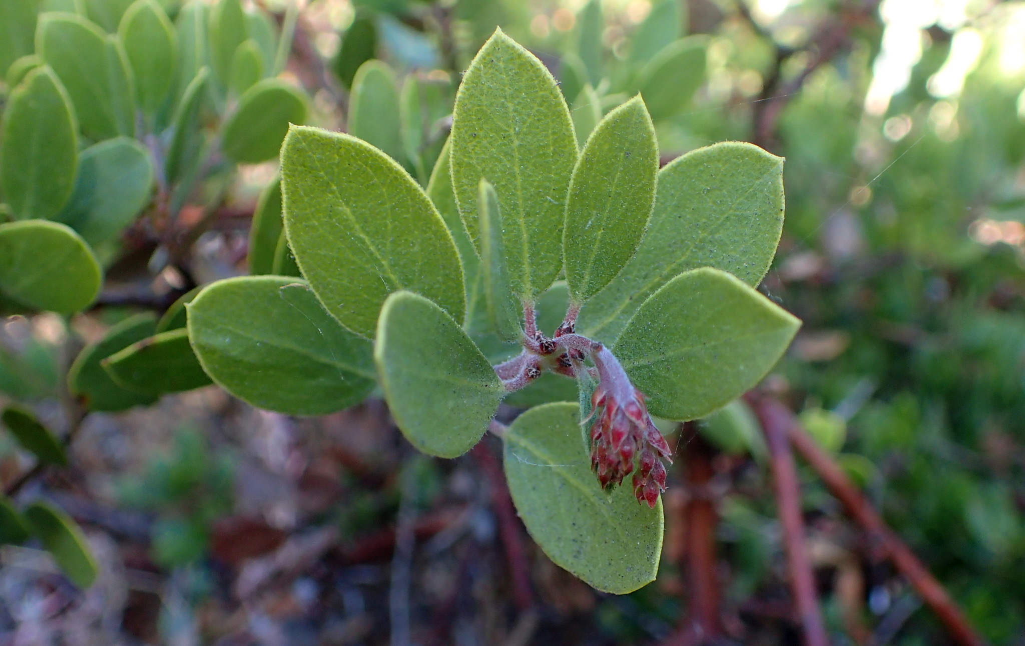 Arctostaphylos hookeri