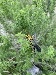 Taeniopoda tamaulipensis