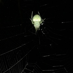 Araneus uniformis