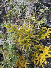 Austrolycopodium paniculatum