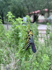 Taeniopoda tamaulipensis