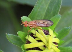 Tetanocera