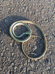 Leptophis ahaetulla marginatus