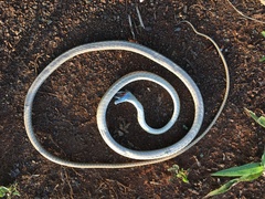 Leptophis ahaetulla marginatus