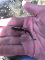 Eurycea nana