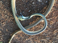 Leptophis ahaetulla marginatus