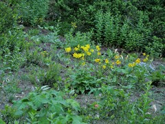 Arnica cordifolia