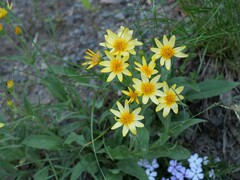 Arnica mollis