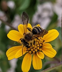 Callandrena