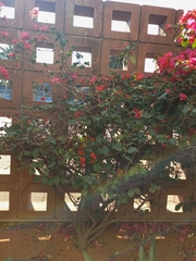 Bougainvillea spectabilis