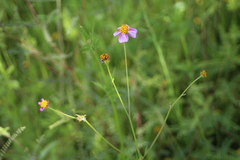 Bidens aequisquama