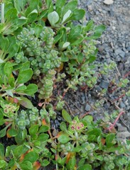 Sedum divergens
