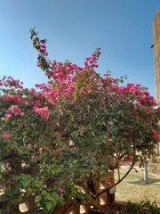 Bougainvillea spectabilis