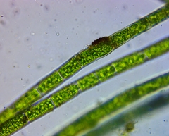 Rhizoclonium