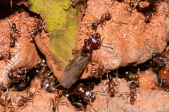 Pheidole