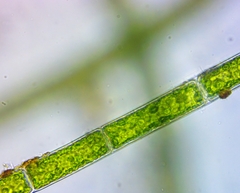 Rhizoclonium