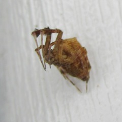 Uloborus