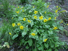 Arnica cordifolia