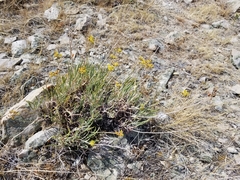 Eriogonum brevicaule