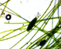 Pithophora roettleri