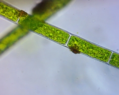 Rhizoclonium