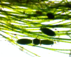 Pithophora roettleri